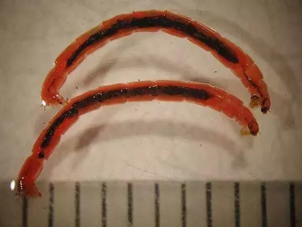 蜻蜓怎么杀死蚊子,蜻蜓是怎么吃蚊子呢