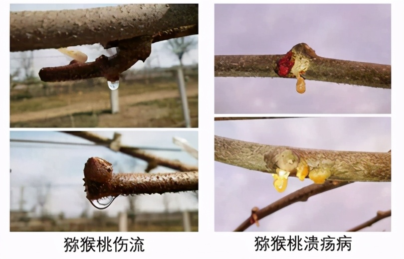 猕猴桃发芽后树干流水是什么原因,猕猴桃流水是什么原因
