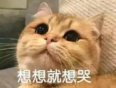 那些年失误的喵星人铲屎官已笑疯,喵星人的厉害行为报复铲屎官