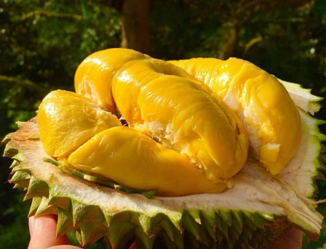 榴莲福利,榴莲的独特魅力与食用禁忌