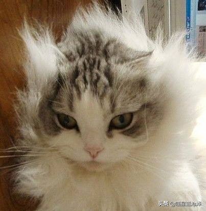 你们都是怎么对待猫主子的,猫主子很高冷为什么会突然撒娇