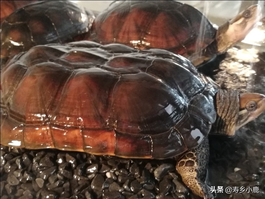 金钱龟行情还有得涨吗,金钱龟回暖