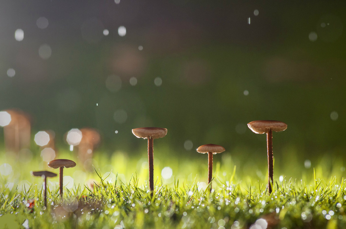 身上有刺的人，才能保护好自己，你的善良，一定要带些锋芒