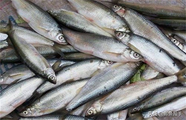 拉白条鱼,拉白条技巧视频教程