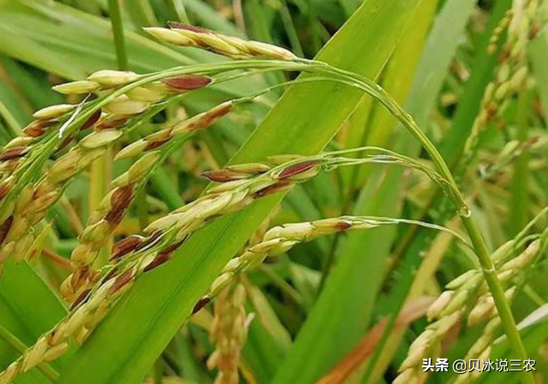 旱稻种植技术每亩用种量,旱稻种植技术和管理方法