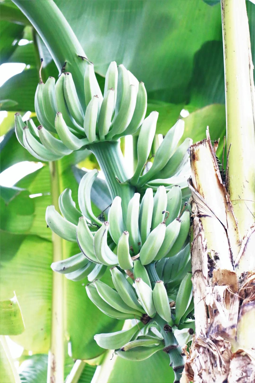 深圳哪个地方有玻璃桥,深圳玻璃桥免费开放吗