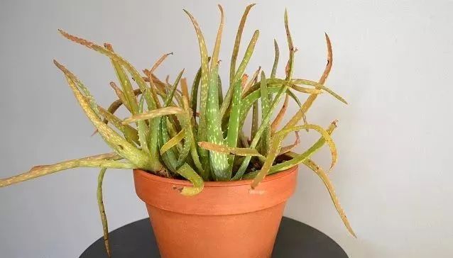 为什么养的芦荟叶子散开,为什么养的芦荟叶子发红