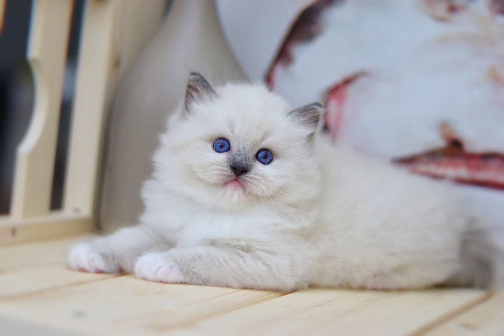 在哪里买布偶猫,最好的布偶猫在哪买