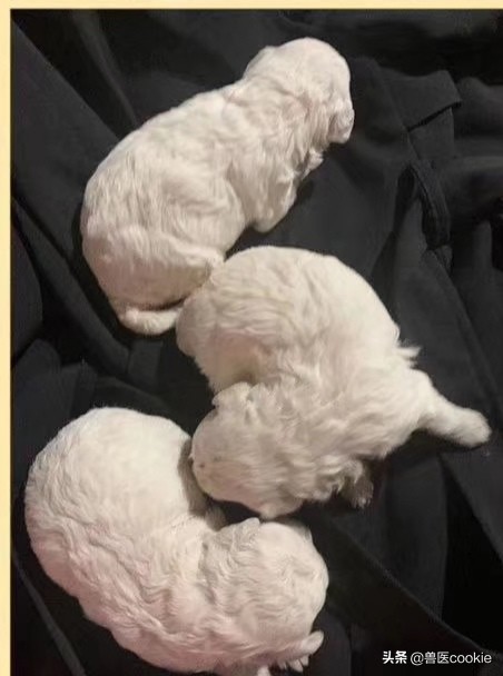 狗狗快要生宝宝了他会怎么做,狗狗快要生的时候吐了