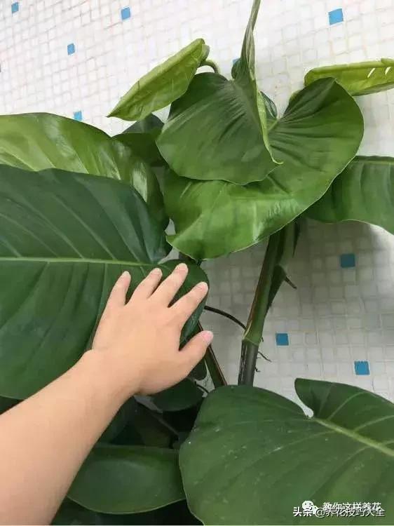 绿萝不花钱怎么可以养得更旺盛,绿萝水养放什么长得快