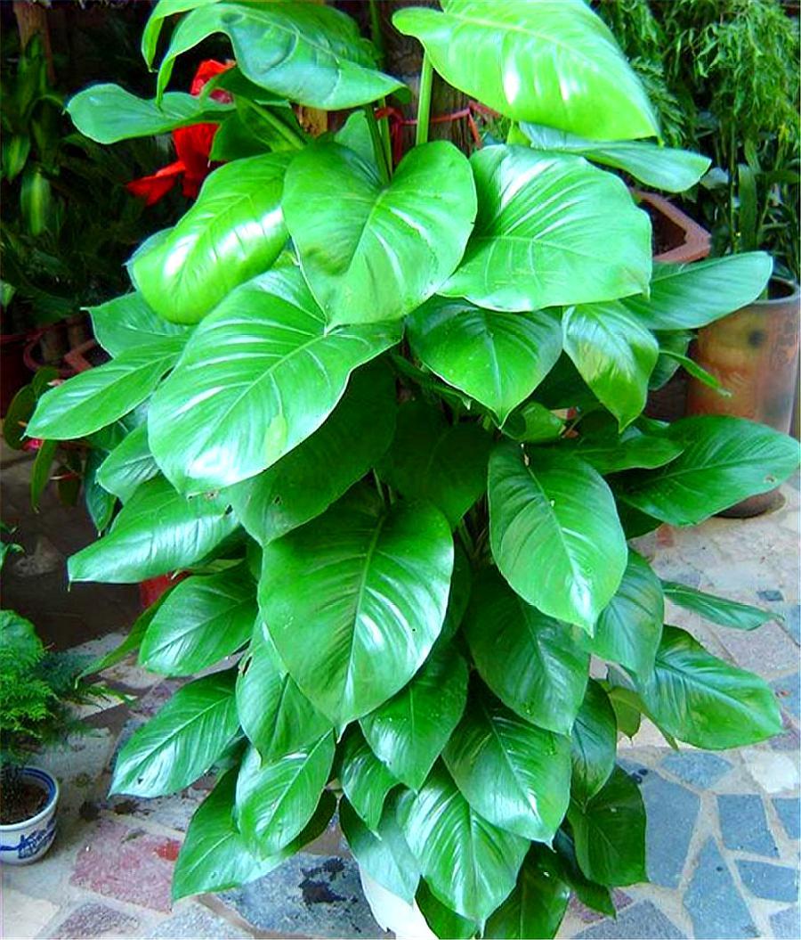 叶片水培扦插生根最快方法,水培心叶球兰怎么扦插