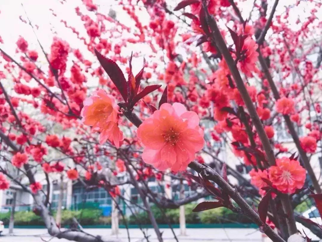 天津赏花好玩的公园,天津东丽湖哪里可以赏花