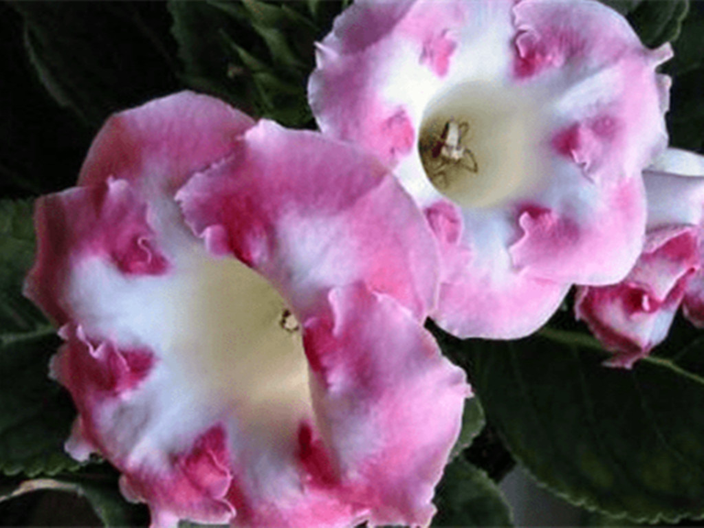 冬天买的带花苞的栀子花怎么养,冬天杜鹃花的花苞蔫了怎么补救