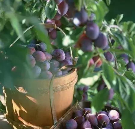 便宜好吃吃不胖的零食推荐,好吃不胖的零食推荐