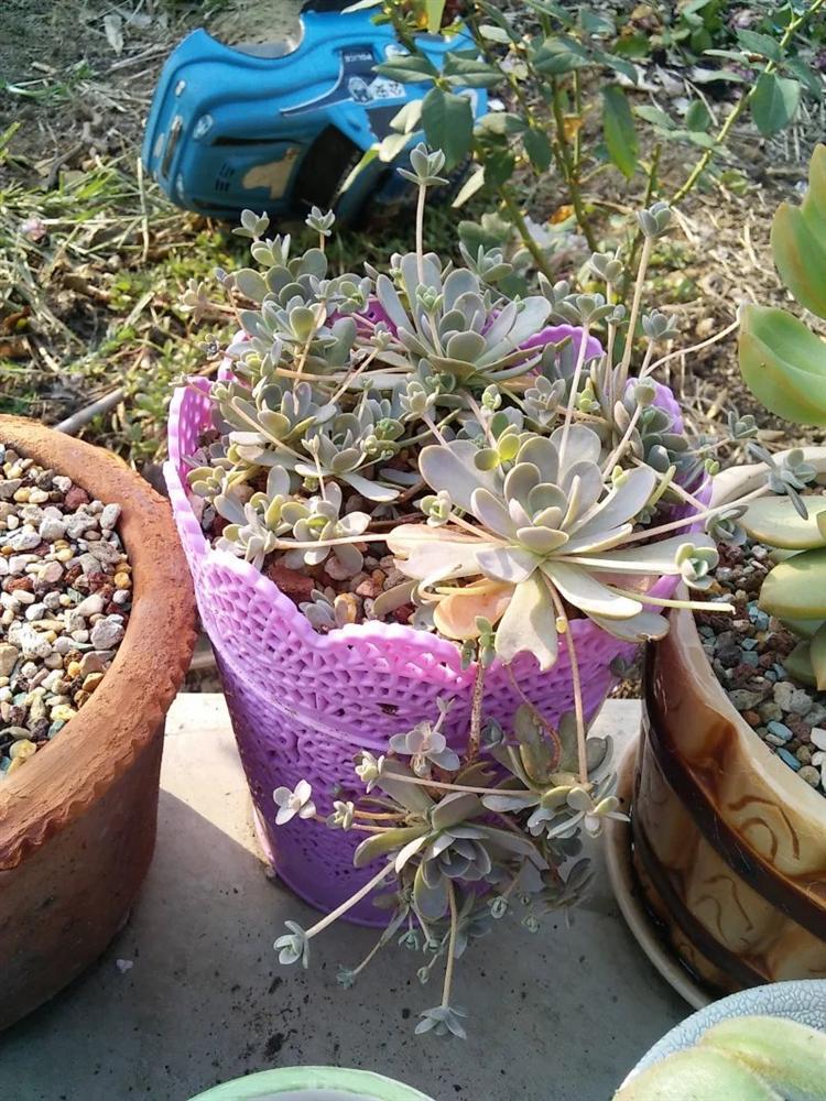 多肉长得瘦要不要拔出来看,多肉买回来之后越养越瘦