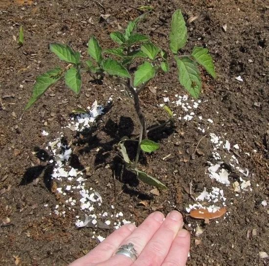 露台上的植物怎么过冬,植物过冬的方式有哪些