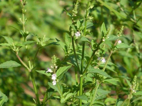 农村地头很多半枝莲，农民为什么不种植，反而种植粮食？