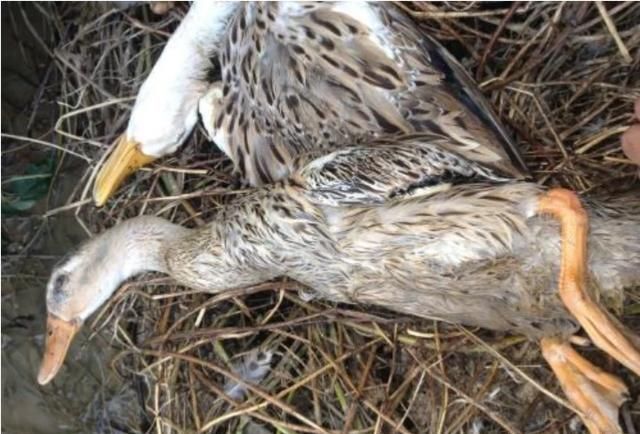 鸭子为什么会死是什么原因,为什么鸭子倒了会死