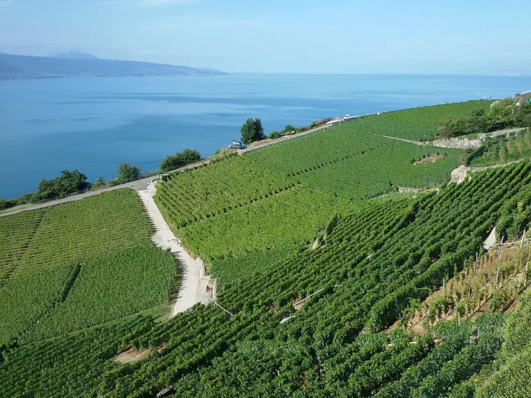 AI的下一波价值浪潮将出现在农业，最受欢迎的7个AI应用了解一下