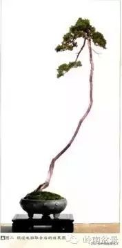 素仁格与文人树，你怎么看？