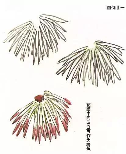 菊花国画入门简单教程,国画菊花画法技法教程