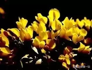 新疆的特殊植物,新疆戈壁上常见的植物