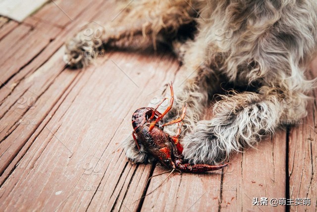 狗狗能吃过芒果吗,狗狗可以吃生蚝加薯片吗