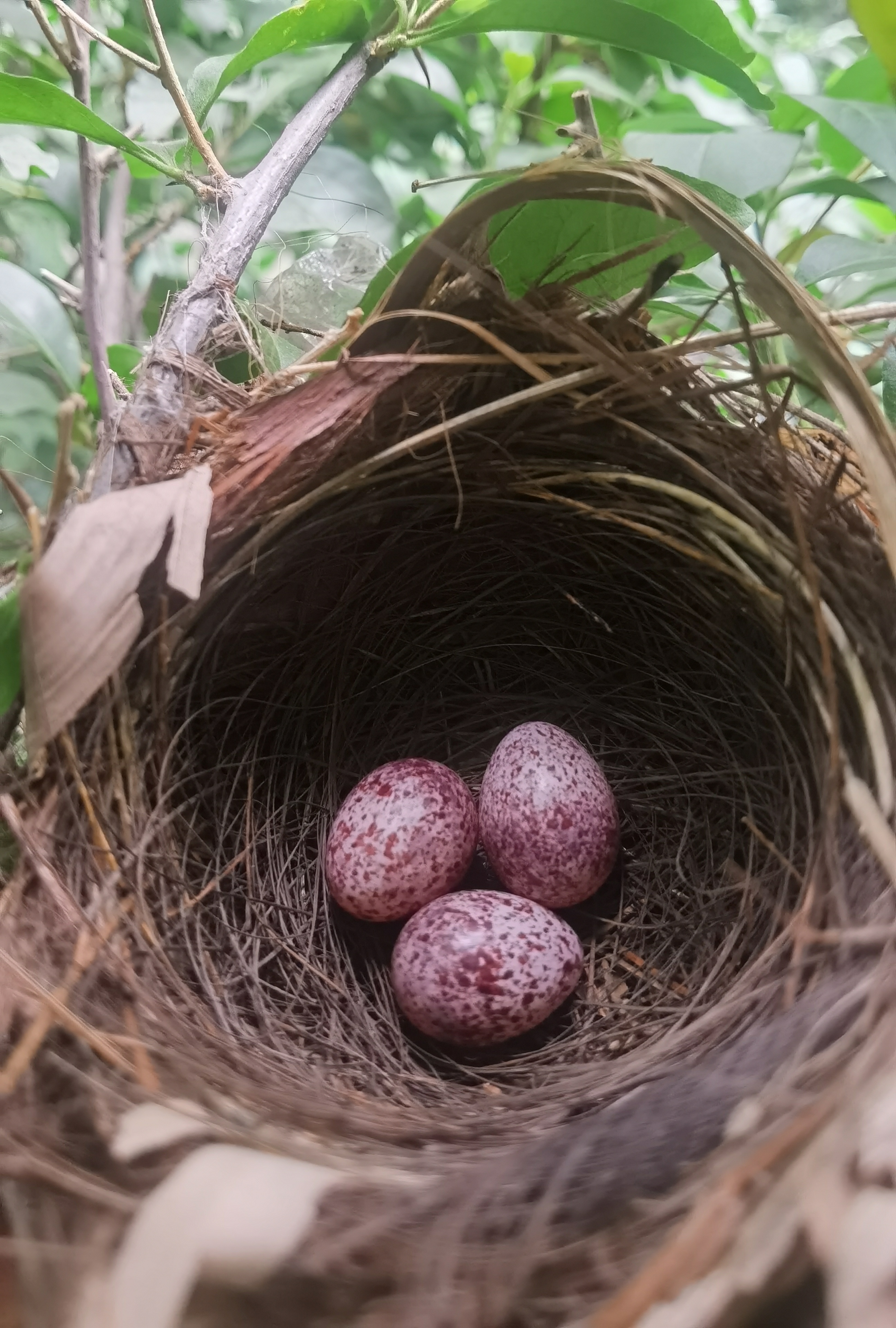 景美人善！我红耳鹎成都“安家”日常曝光