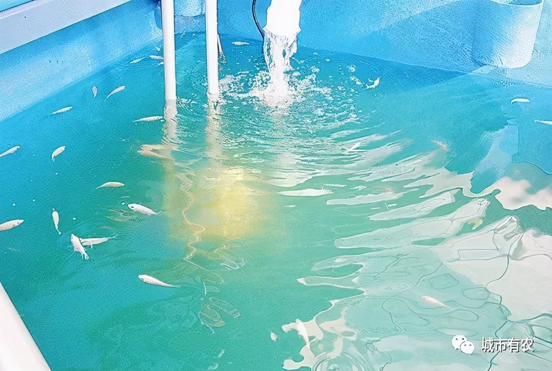 农业大学鱼菜共生技术,鱼菜共生聪颖农业