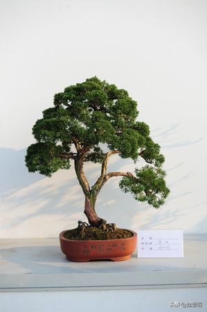 家里培植的盆景怎么养活,家里的松树盆景怎么养