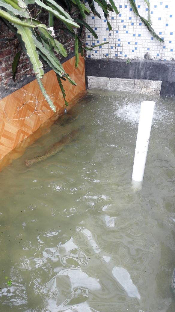 记录养龟人的入坑之路,每个养龟人梦寐以求的状态