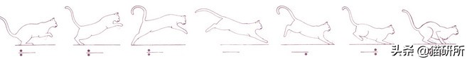 猫步怎么走八字步,猫步的基本动作图片
