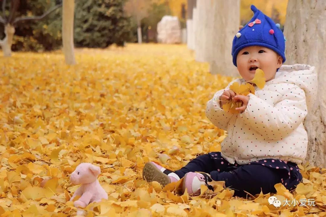 银杏北京打卡地,北京十大银杏观赏地图