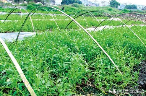 水蕹菜的做法,蕹菜种植关注事项