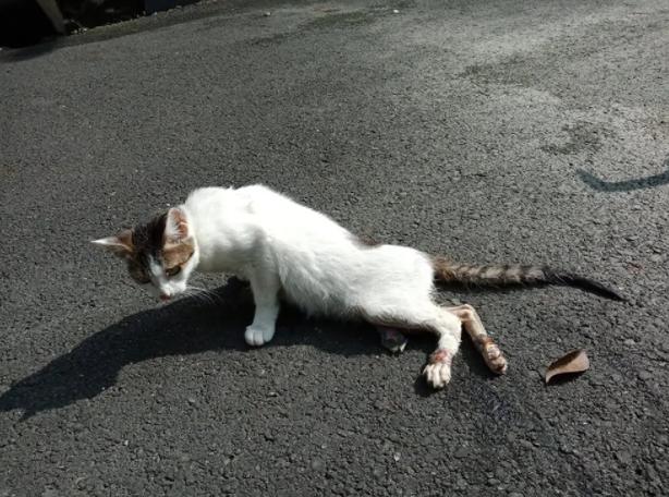 怎么判断小猫咪骨折,小猫咪脊椎受伤最佳恢复方法