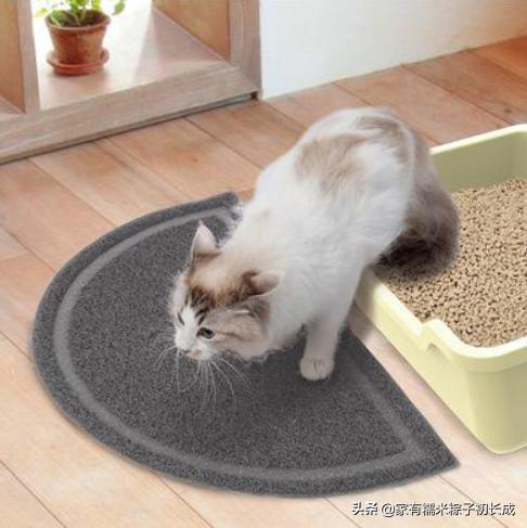 猫咪不用猫砂乱拉乱尿怎么办,猫咪乱叫乱尿是猫咪发的求救信号