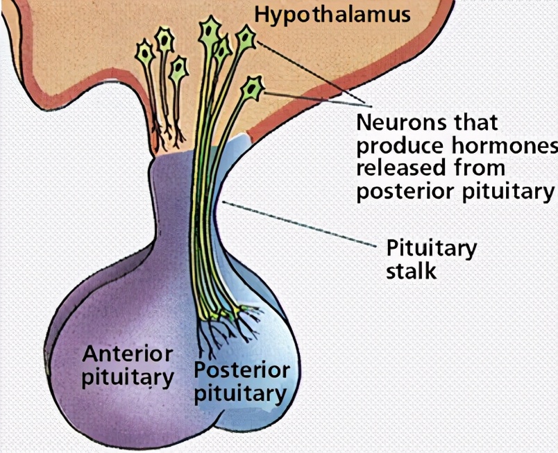 「疾病科普」泌乳素的合成和调节