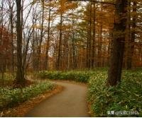 带上佳能eos90d去邂逅浪漫北海道,邂逅北海道的大雪