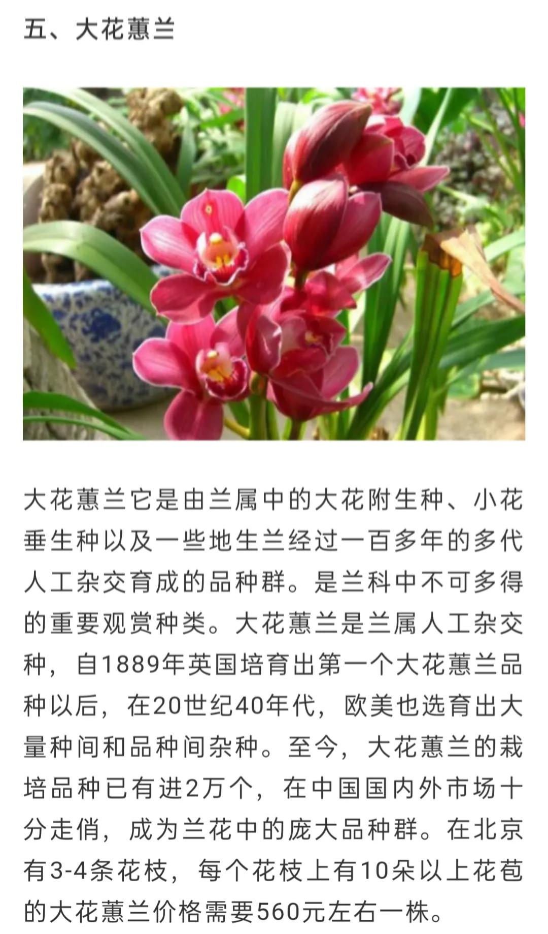 兰花品种大全简介,兰花种类讲解视频