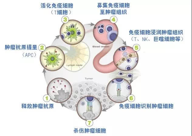 卵巢癌多次复发，还要维持化疗么？新型免疫治疗延续生的希望