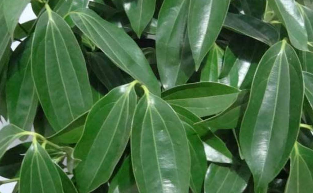 平安树干叶黄叶,平安树干叶子怎么回事