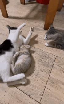 胆小的小奶猫是什么样的,胆小的小奶猫