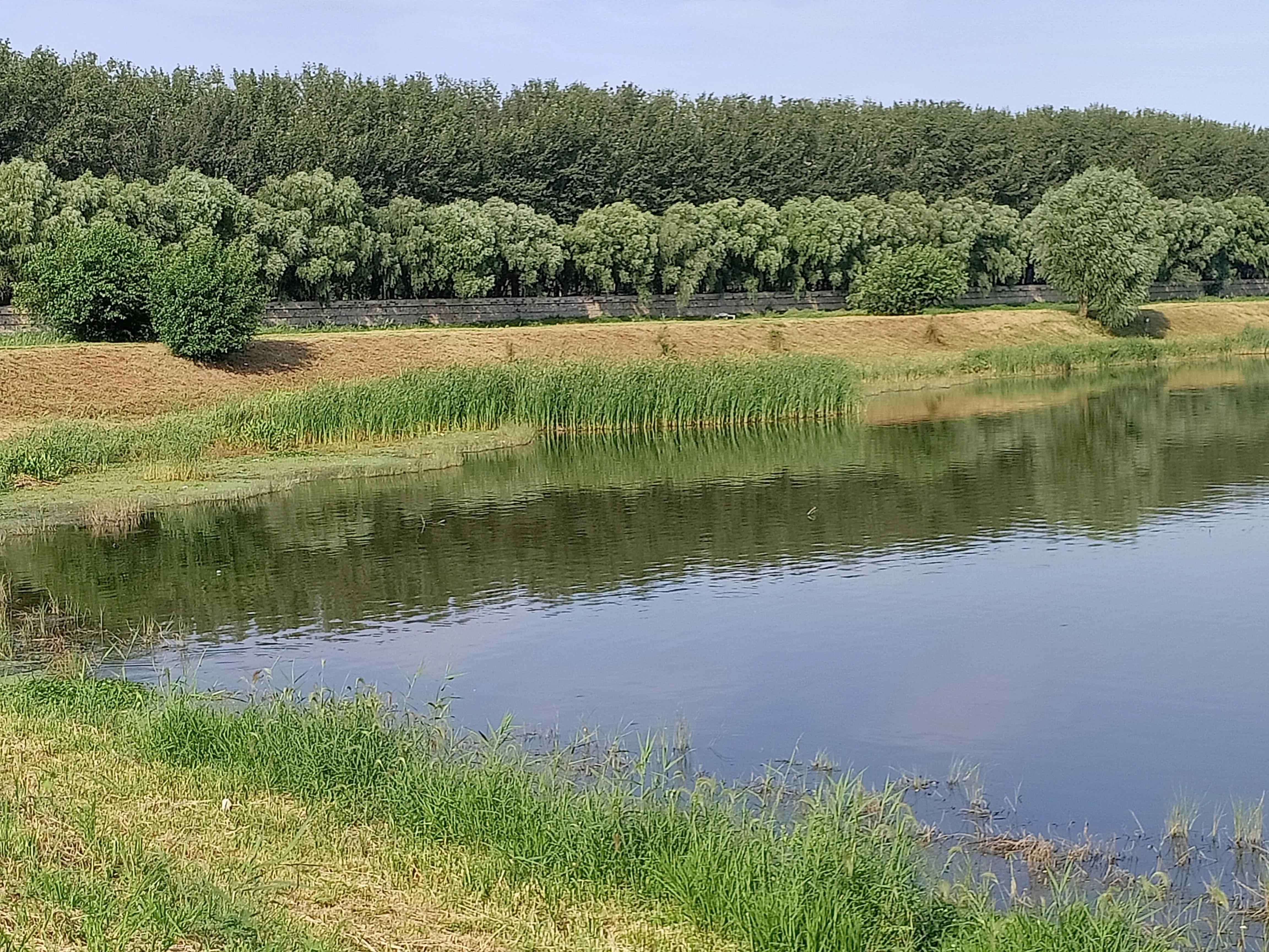 小花鸡丢了电视剧,小母鸡不见了