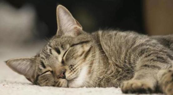 家里猫咪无论怎么样都不听话,家里猫咪现在很少打呼噜了