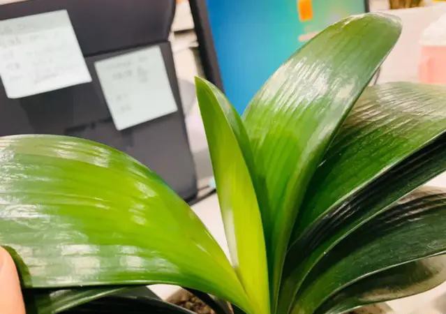 夏天种花不浇水的小窍门,哪十种花夏季少浇水