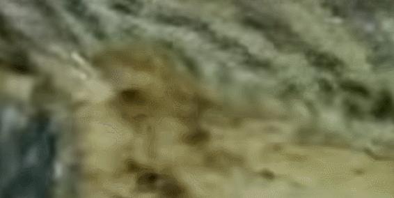 小伙玩了一下电鳗，直接口吐白沫倒下，我们该怎么和电鳗玩耍？