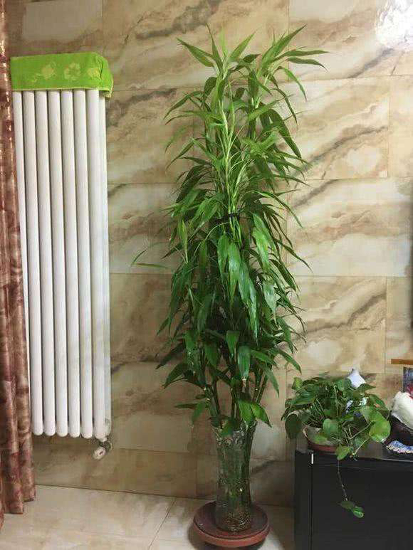 富贵竹长得又细又高怎么修剪,富贵竹长得太细太高怎么剪