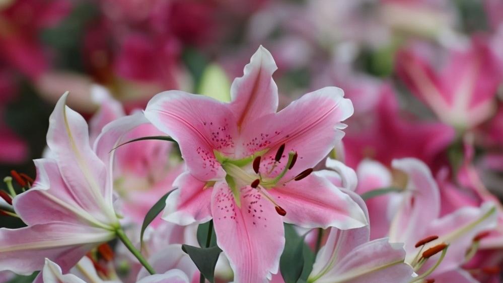 和喜欢的人聊天技巧对话大全,怎么和喜欢的人聊天增进感情