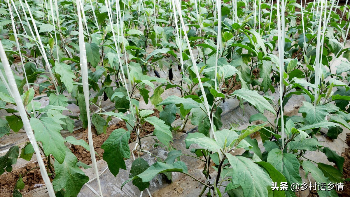 辣椒茄子枯萎烂根怎样预防治疗,辣椒茄子番茄种一起了怎么办