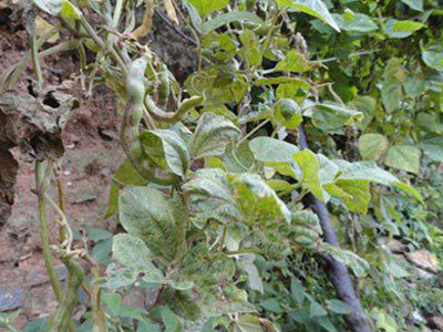 农作物药害处理办法,如何正确诊断农作物药害